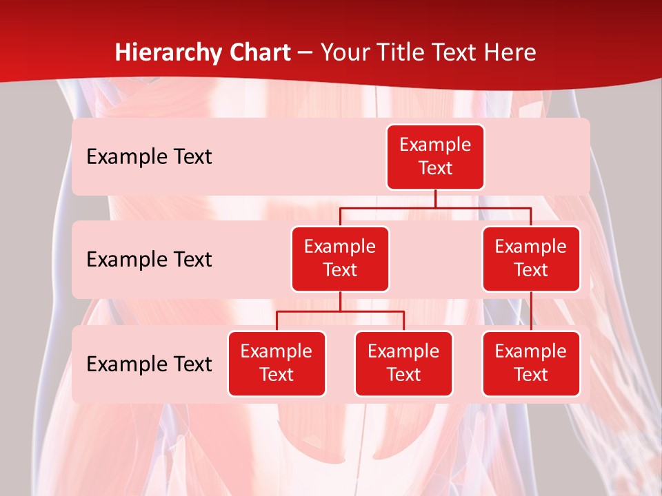 Male Muscle Abdomen PowerPoint Template