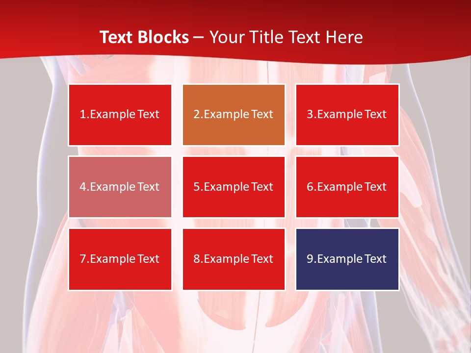 Male Muscle Abdomen PowerPoint Template