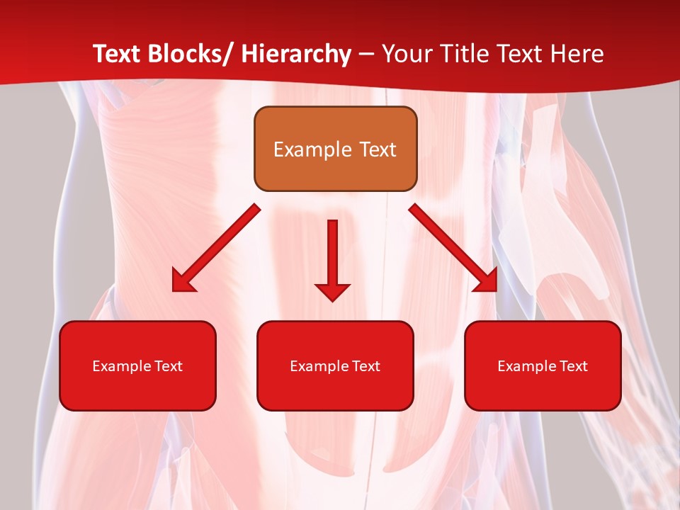 Male Muscle Abdomen PowerPoint Template