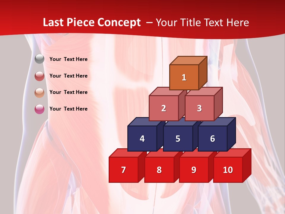 Male Muscle Abdomen PowerPoint Template