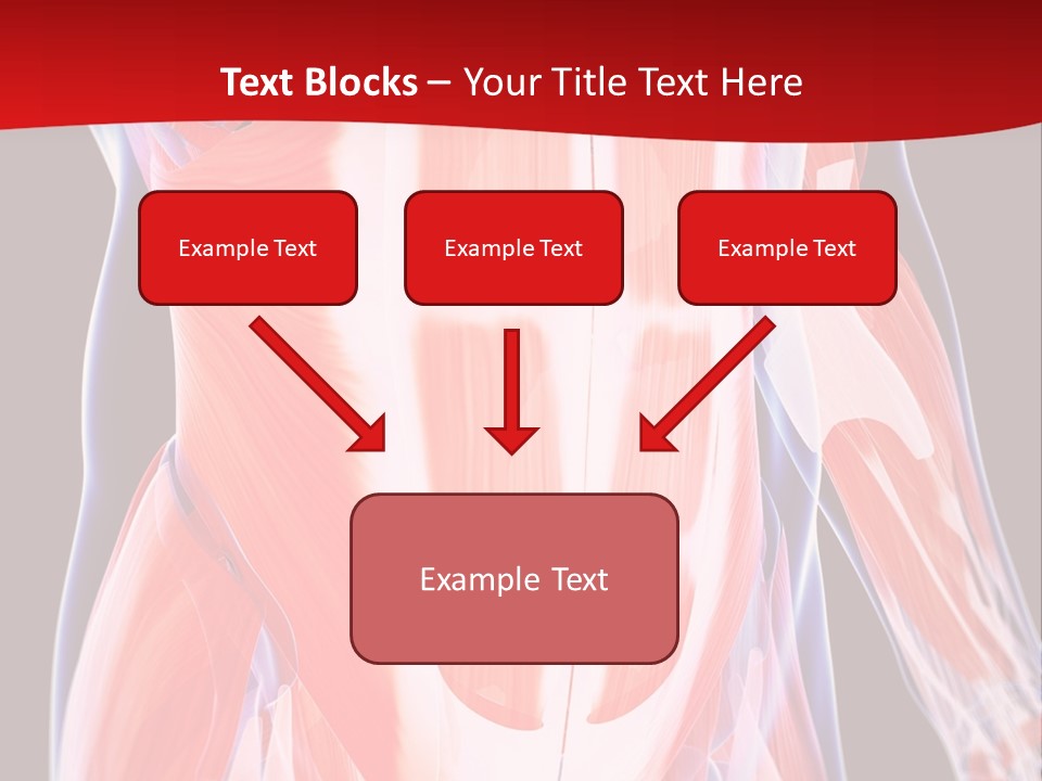Male Muscle Abdomen PowerPoint Template