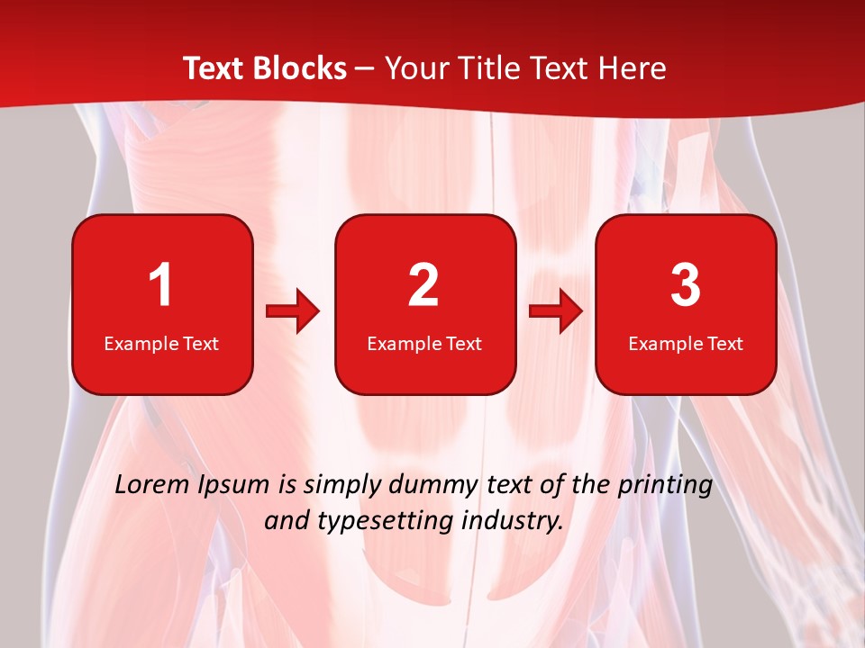 Male Muscle Abdomen PowerPoint Template