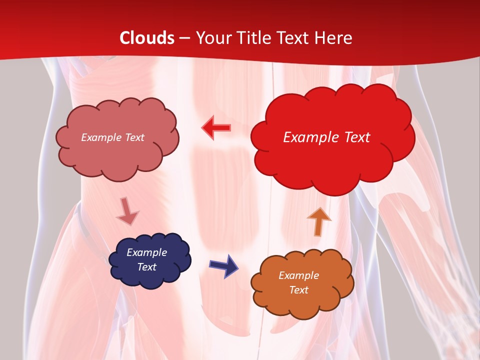 Male Muscle Abdomen PowerPoint Template