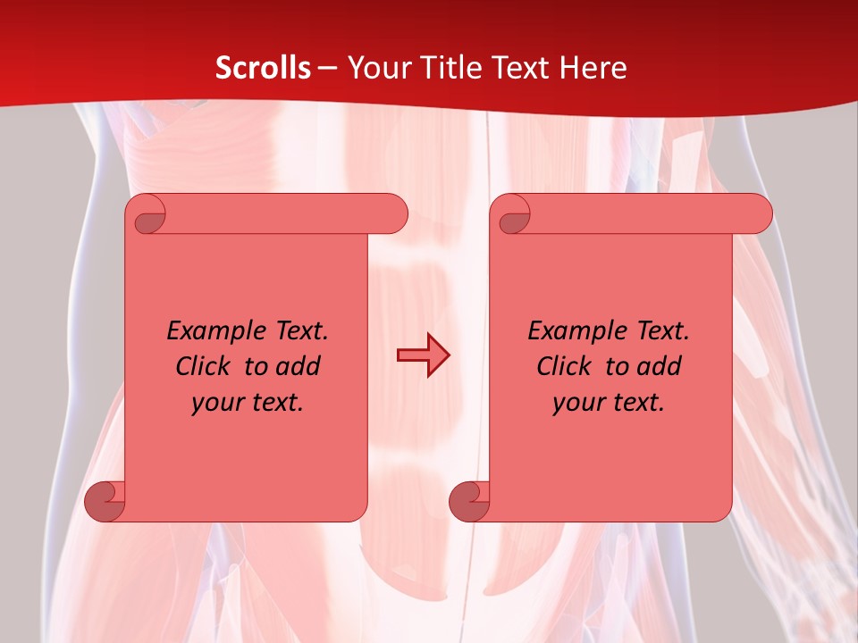 Male Muscle Abdomen PowerPoint Template