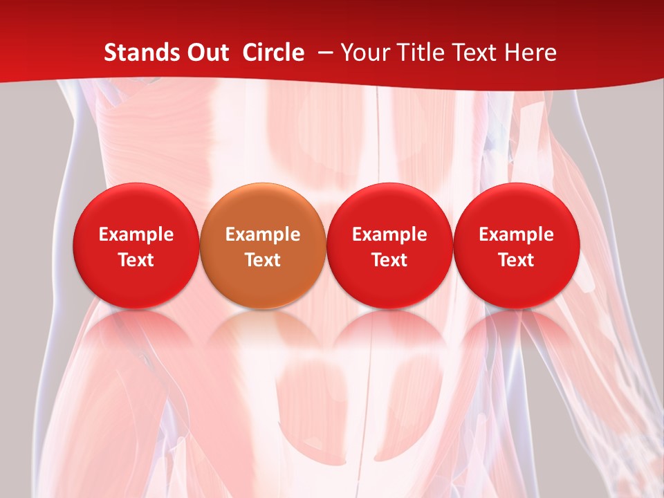 Male Muscle Abdomen PowerPoint Template