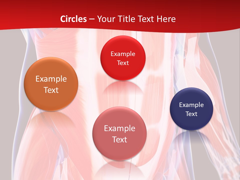Male Muscle Abdomen PowerPoint Template