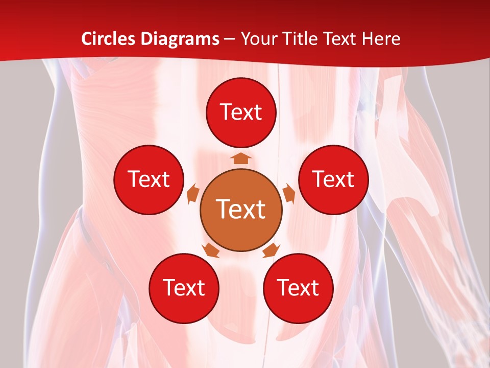 Male Muscle Abdomen PowerPoint Template