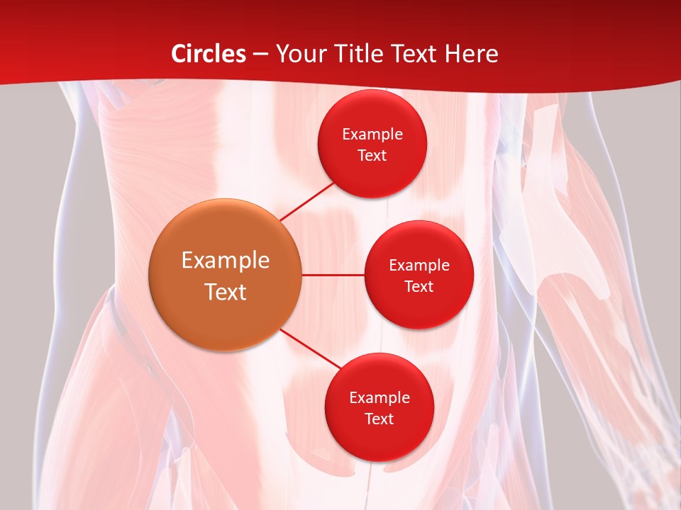 Male Muscle Abdomen PowerPoint Template