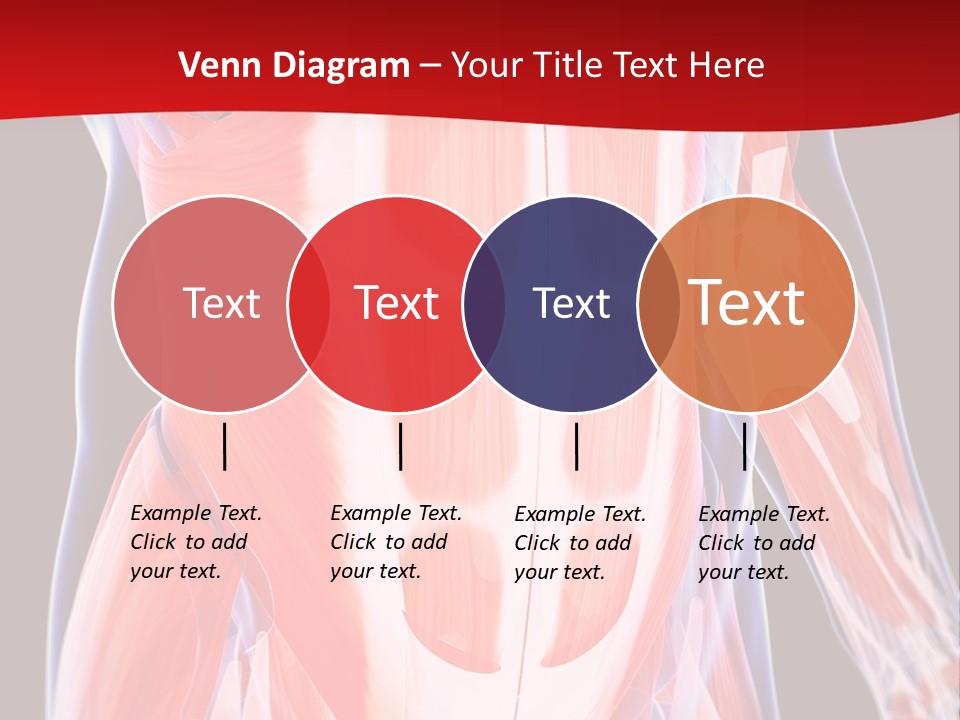 Male Muscle Abdomen PowerPoint Template