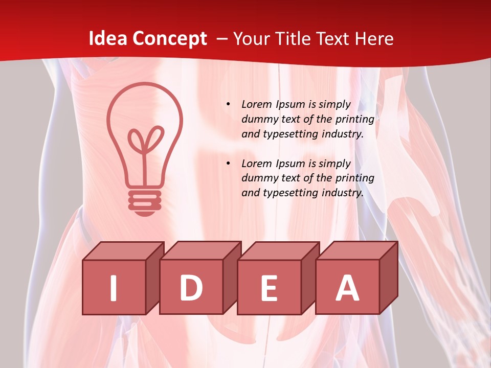 Male Muscle Abdomen PowerPoint Template