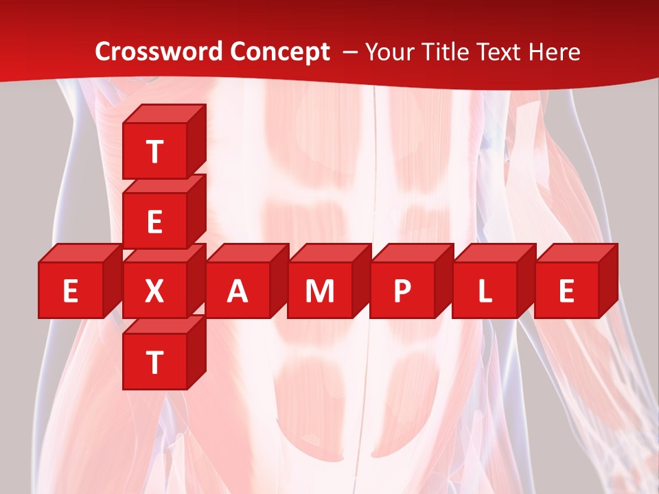 Male Muscle Abdomen PowerPoint Template