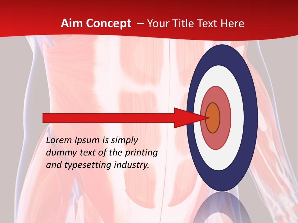 Male Muscle Abdomen PowerPoint Template