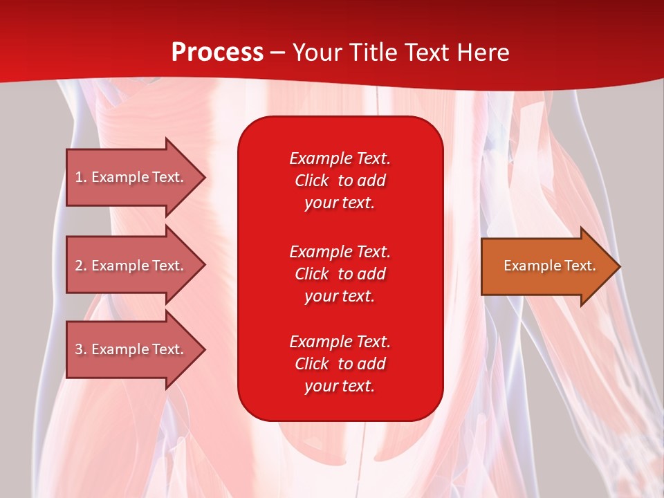 Male Muscle Abdomen PowerPoint Template