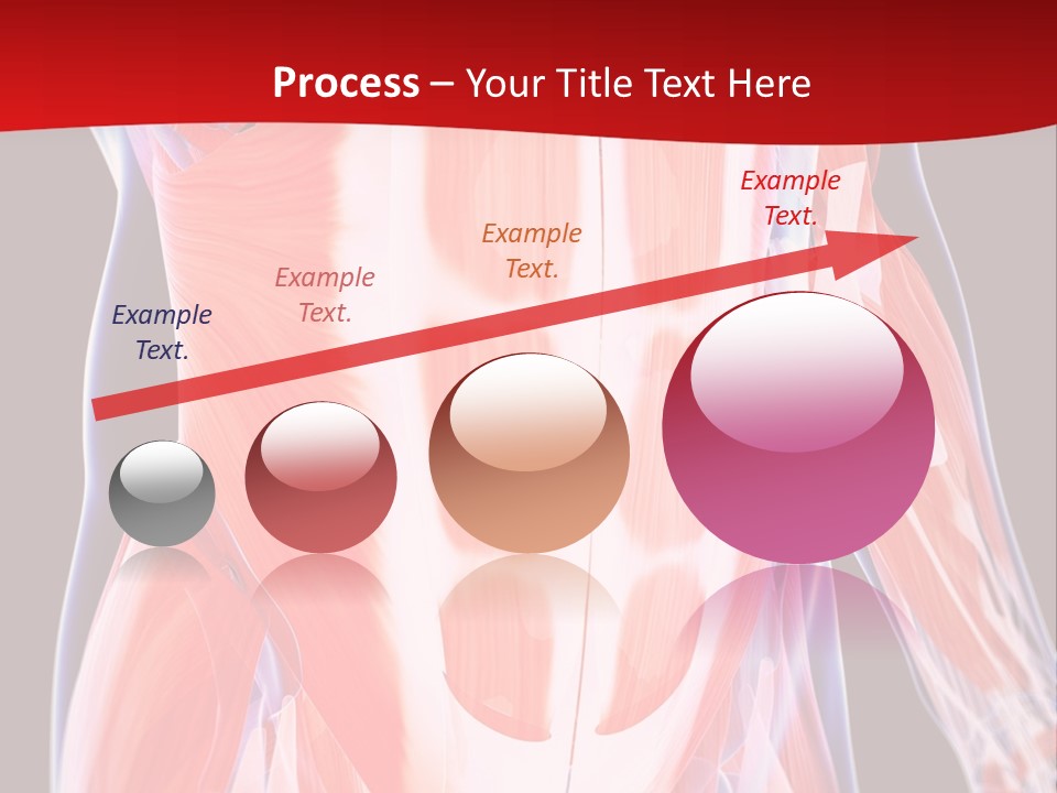 Male Muscle Abdomen PowerPoint Template