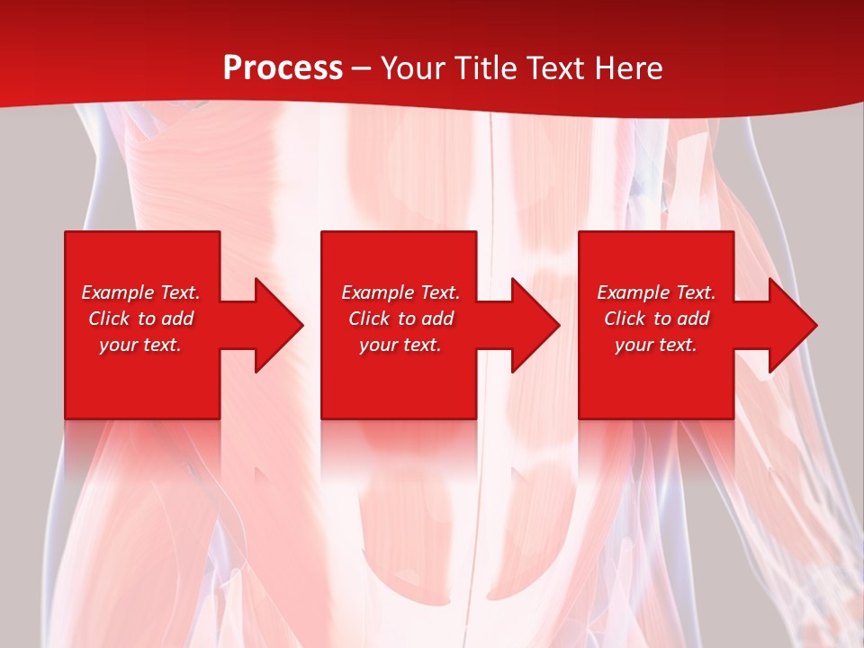 Male Muscle Abdomen PowerPoint Template