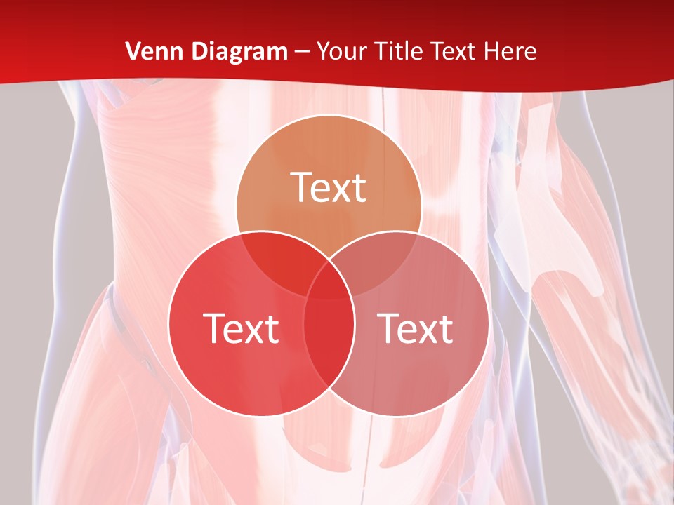 Male Muscle Abdomen PowerPoint Template