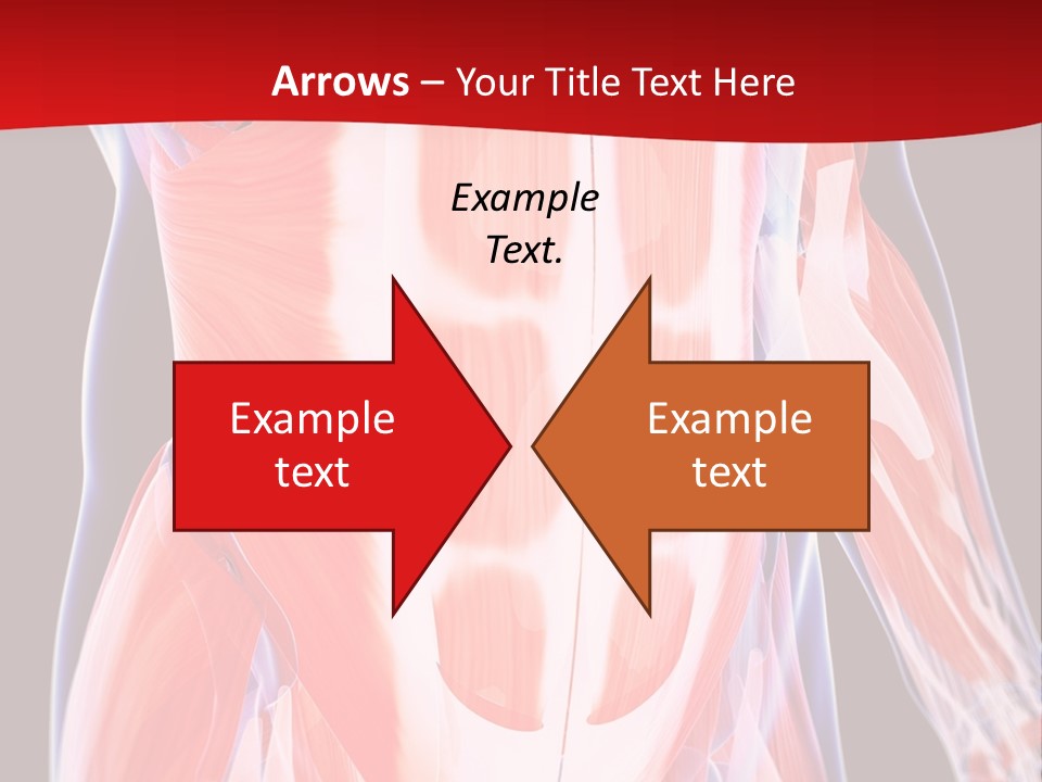 Male Muscle Abdomen PowerPoint Template