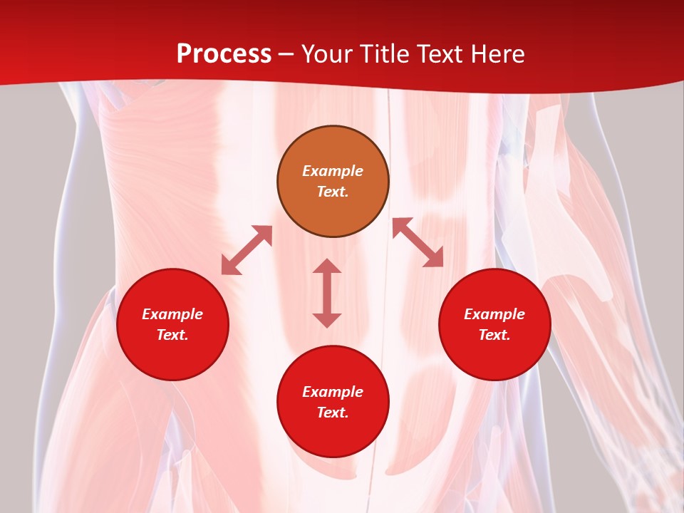 Male Muscle Abdomen PowerPoint Template