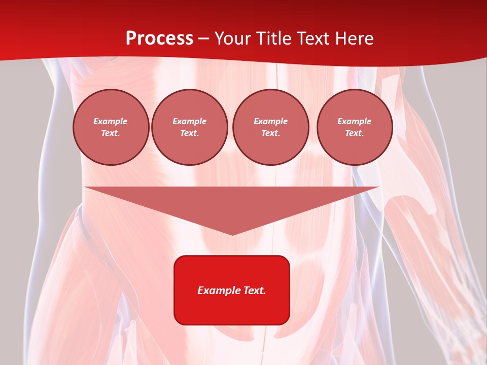Male Muscle Abdomen PowerPoint Template