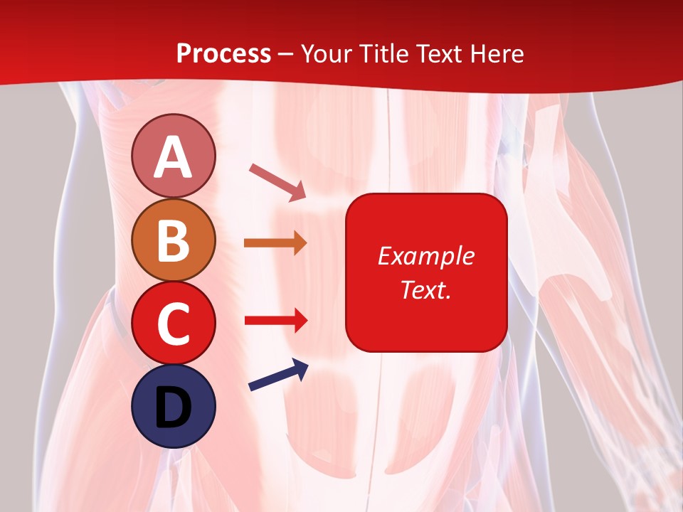 Male Muscle Abdomen PowerPoint Template