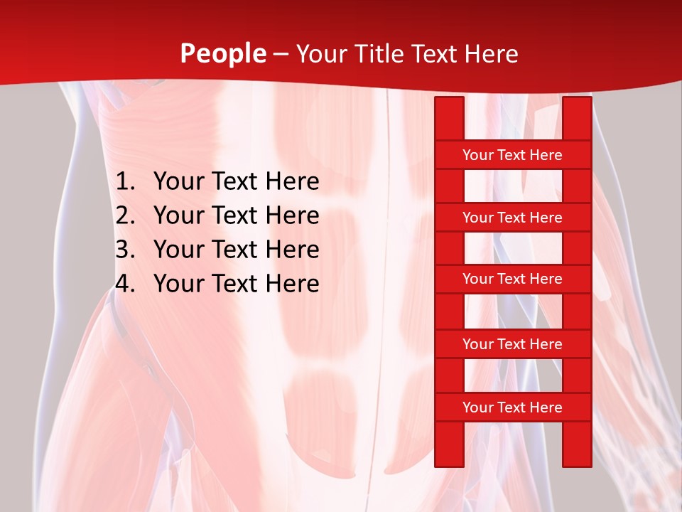 Male Muscle Abdomen PowerPoint Template