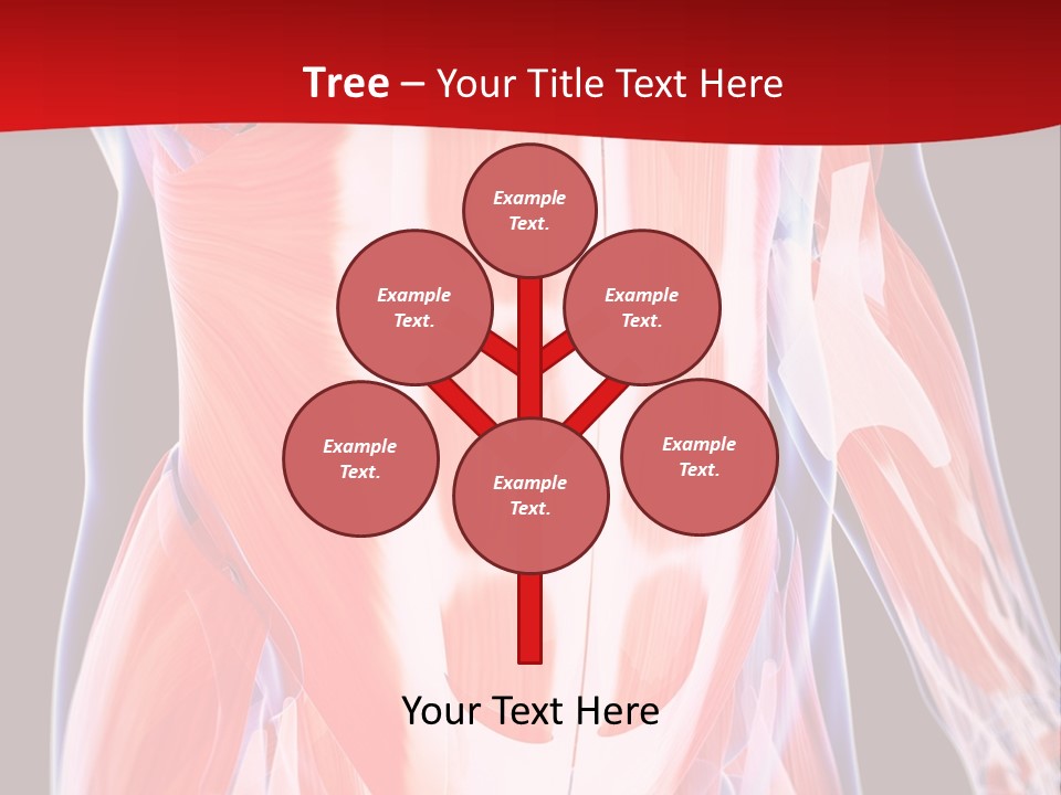 Male Muscle Abdomen PowerPoint Template