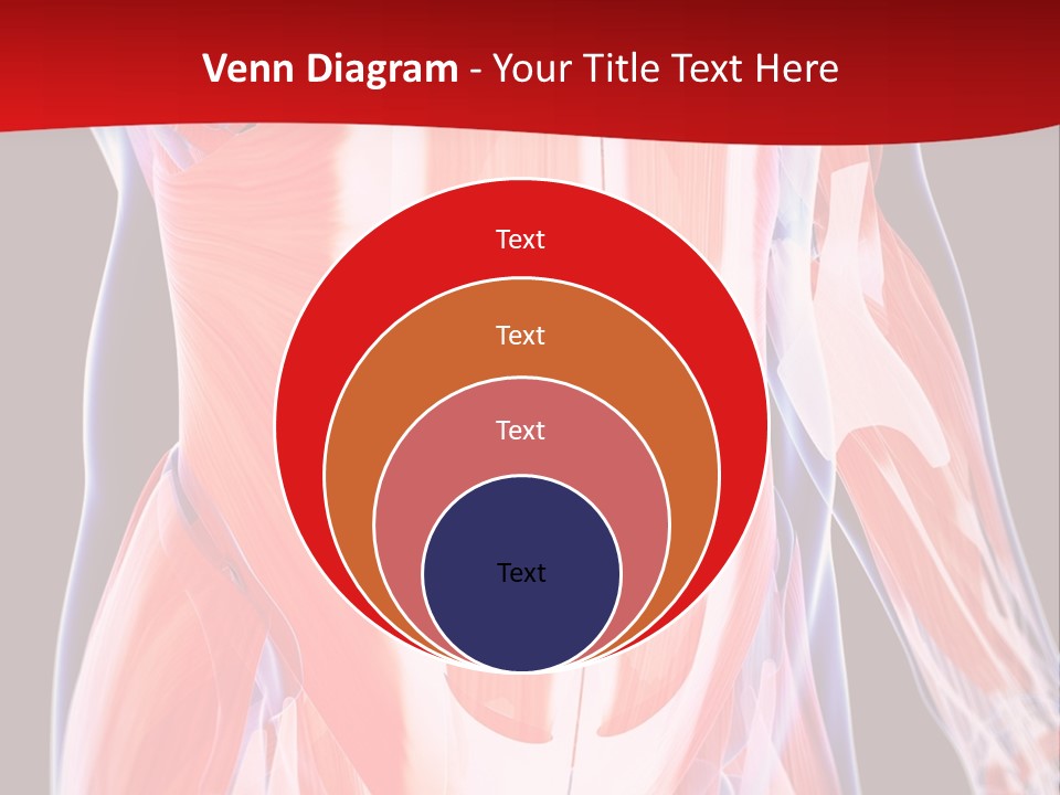 Male Muscle Abdomen PowerPoint Template