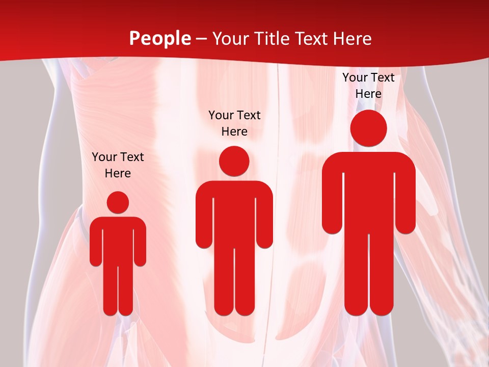 Male Muscle Abdomen PowerPoint Template