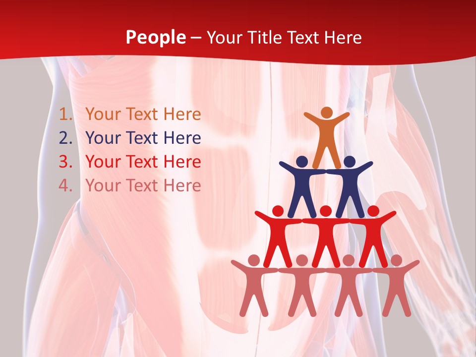 Male Muscle Abdomen PowerPoint Template