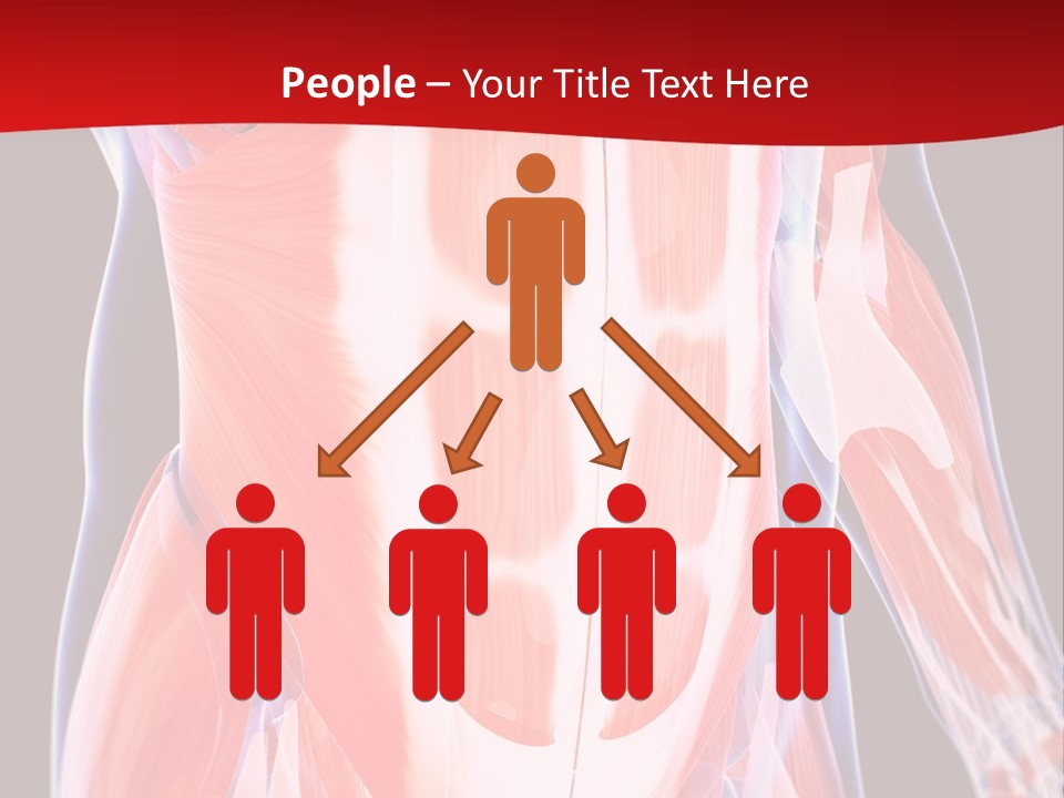 Male Muscle Abdomen PowerPoint Template