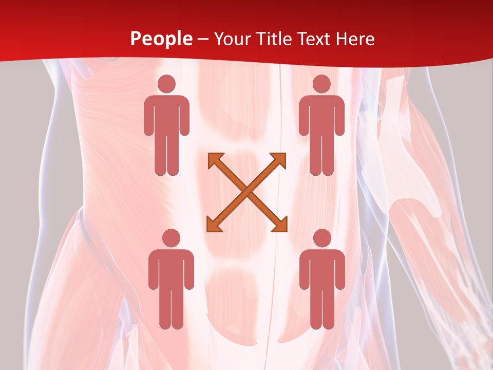 Male Muscle Abdomen PowerPoint Template