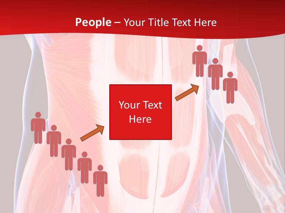 Male Muscle Abdomen PowerPoint Template