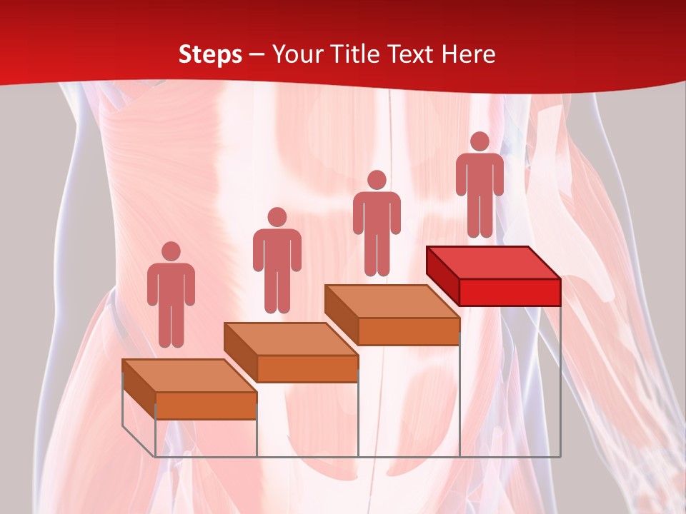 Male Muscle Abdomen PowerPoint Template