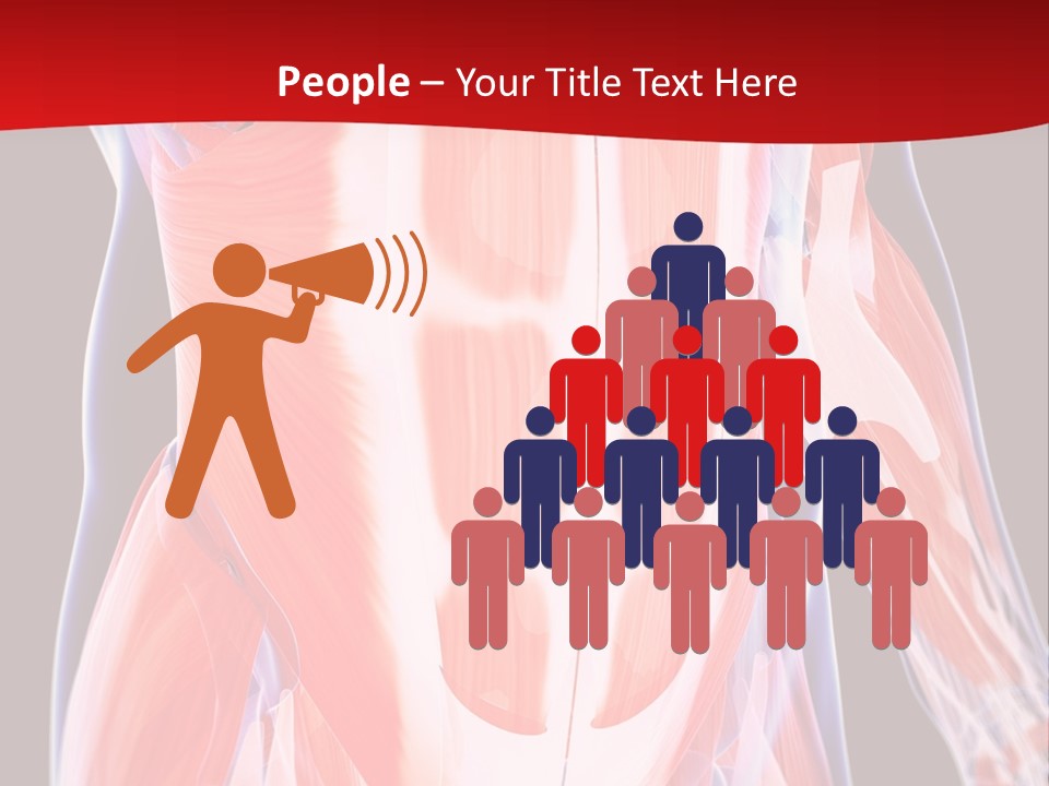 Male Muscle Abdomen PowerPoint Template