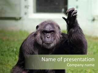 Hair People Uganda PowerPoint Template