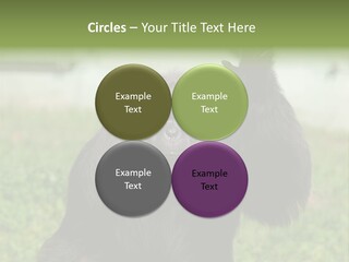 Hair People Uganda PowerPoint Template