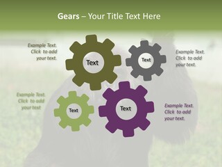 Hair People Uganda PowerPoint Template