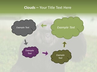 Hair People Uganda PowerPoint Template