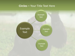 Hair People Uganda PowerPoint Template