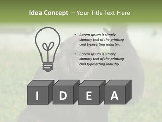 Hair People Uganda PowerPoint Template