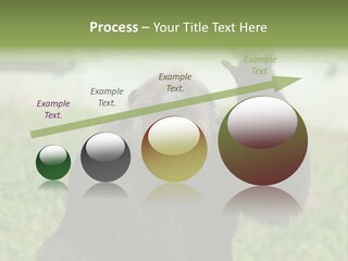 Hair People Uganda PowerPoint Template