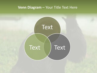 Hair People Uganda PowerPoint Template
