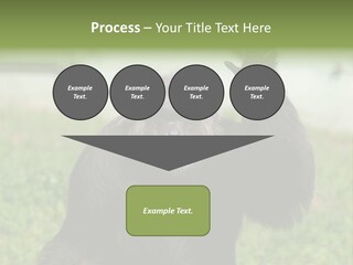 Hair People Uganda PowerPoint Template