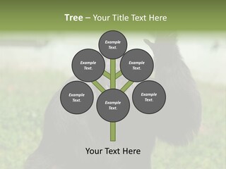 Hair People Uganda PowerPoint Template