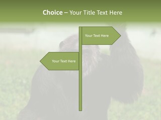 Hair People Uganda PowerPoint Template