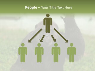 Hair People Uganda PowerPoint Template