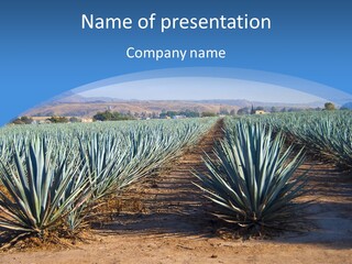 Latin Cactus Field PowerPoint Template