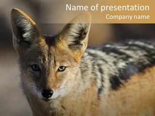 Silverbacked Canid Dog PowerPoint Template