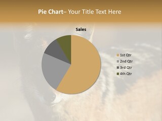 Silverbacked Canid Dog PowerPoint Template