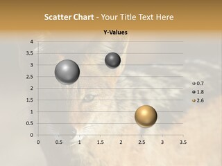 Silverbacked Canid Dog PowerPoint Template